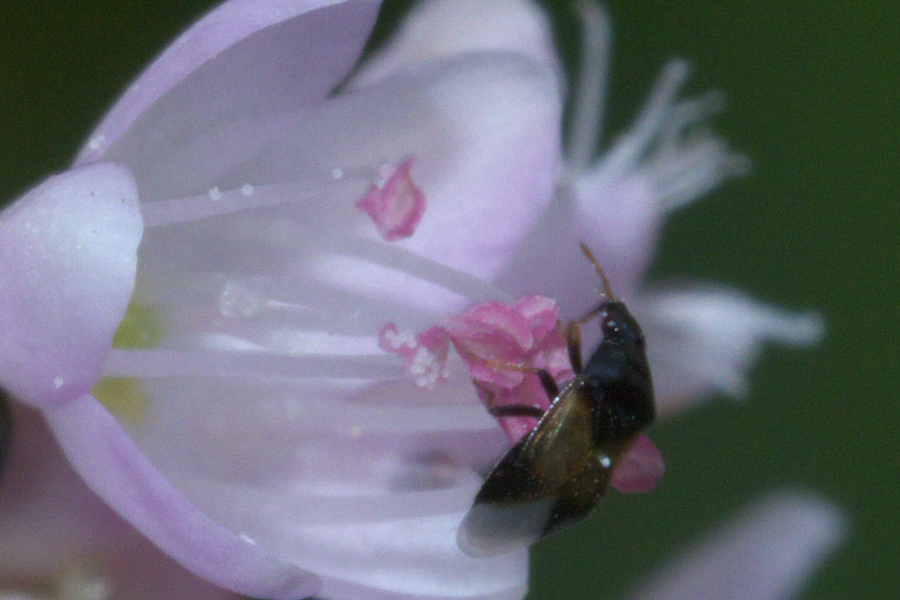 Adult minute pirate bug on a flower.