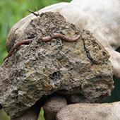 earthworm on mud