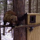 a forest fisher outside a den box