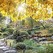Japanese gardens at the Arb