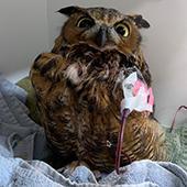 owl receiving blood transfusion