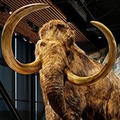 woolly mammoth 
