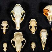 animal skulls from the Bell